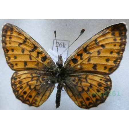 Boloria oscarus (Eversmann, 1844) Russia26k